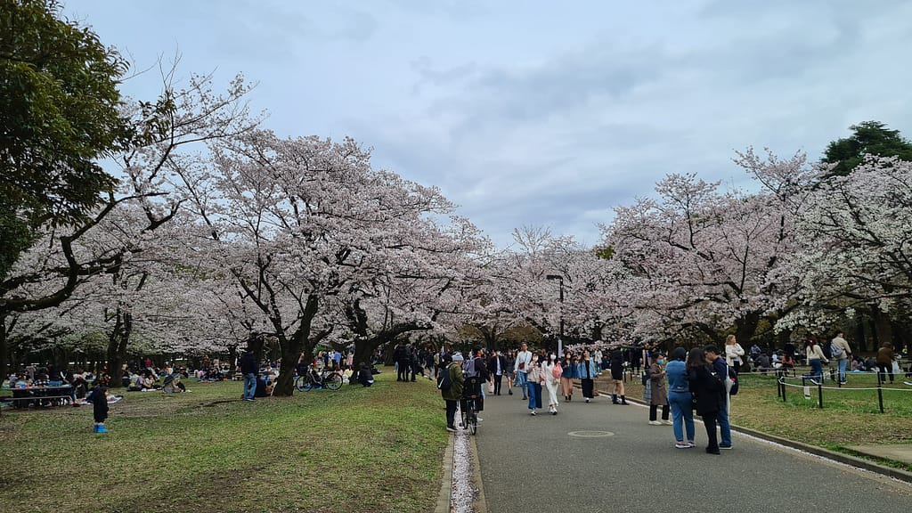 Kirschblüte im Yoyogi-Park