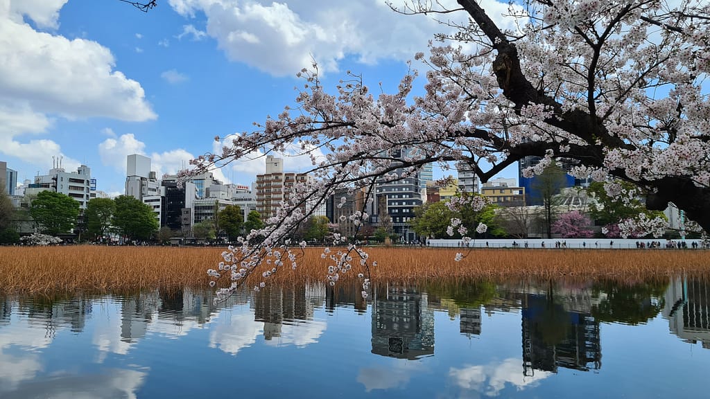 Kirschblüten Ueno Park