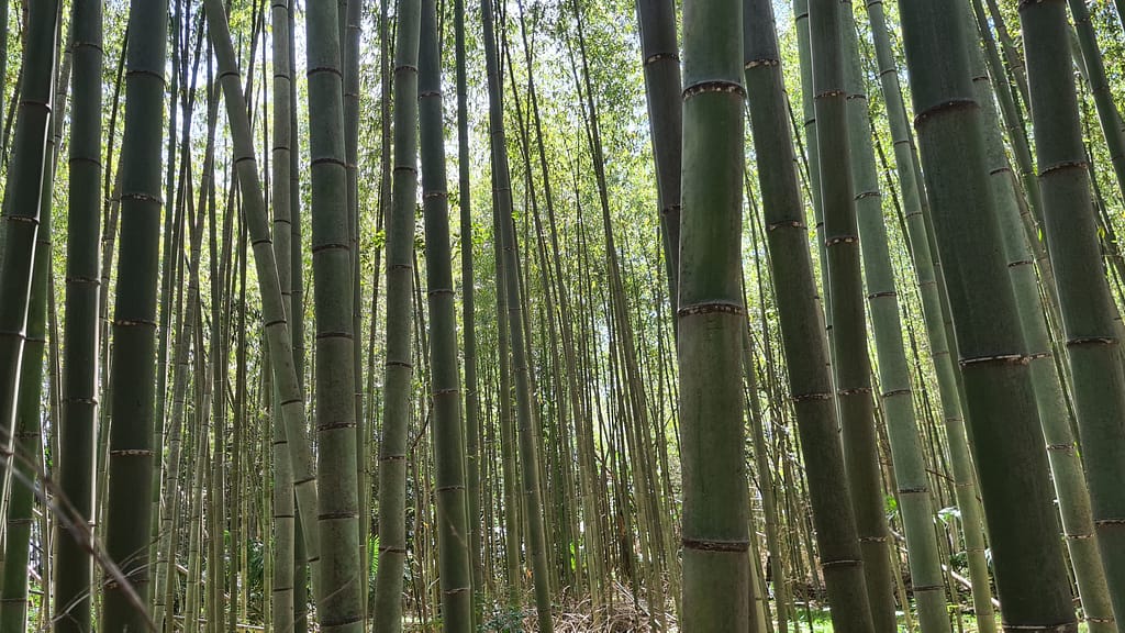 Bambuswald Arashiyama