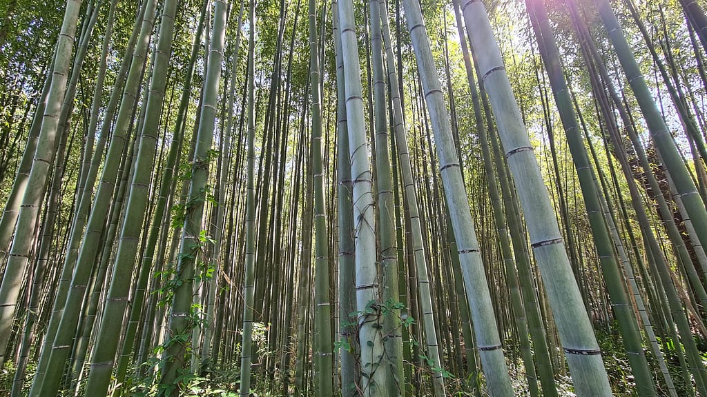 Bambuswald Arashiyama