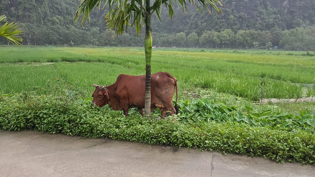 1cow 11. Ziel: Ninh Binh