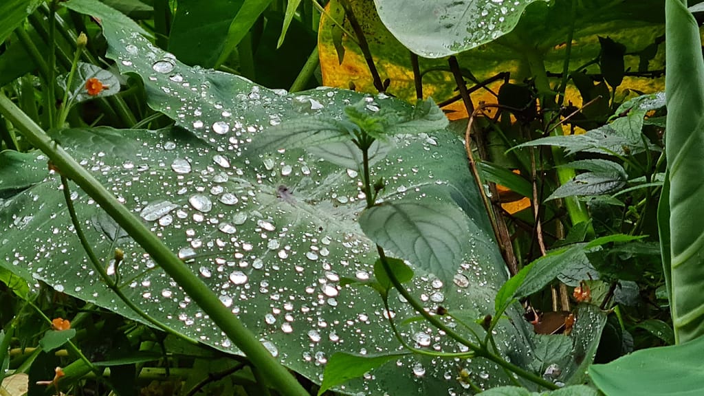 1rainleaf 11. Ziel: Ninh Binh