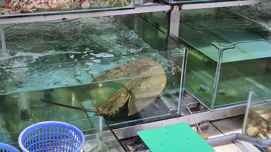 2HorseshoeCrab 10. Ziel: Cat Ba (Halong Bay)