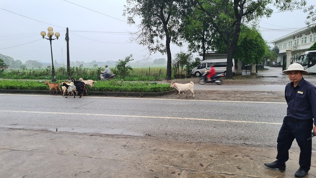 4Ziegen 11. Ziel: Ninh Binh