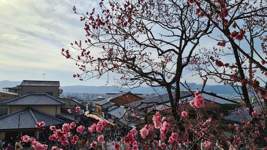 Kyoto Kirschblüte