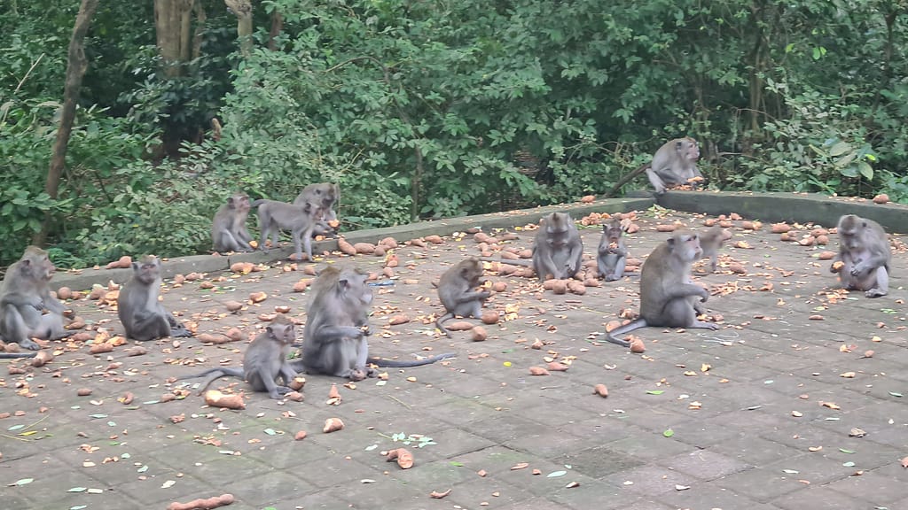 1Affen 16. Ziel: Bali - Teil 1