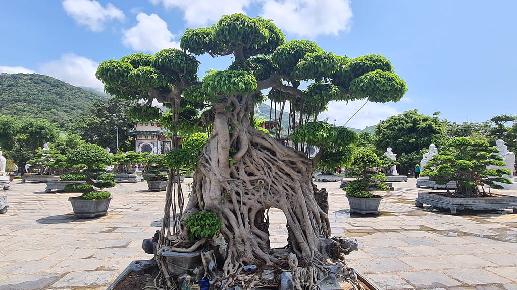 2Bonsai 14. Ziel: Da Nang