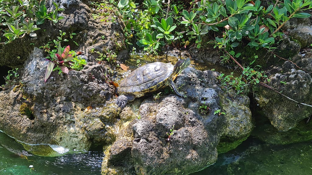 2Turtle 14. Ziel: Da Nang