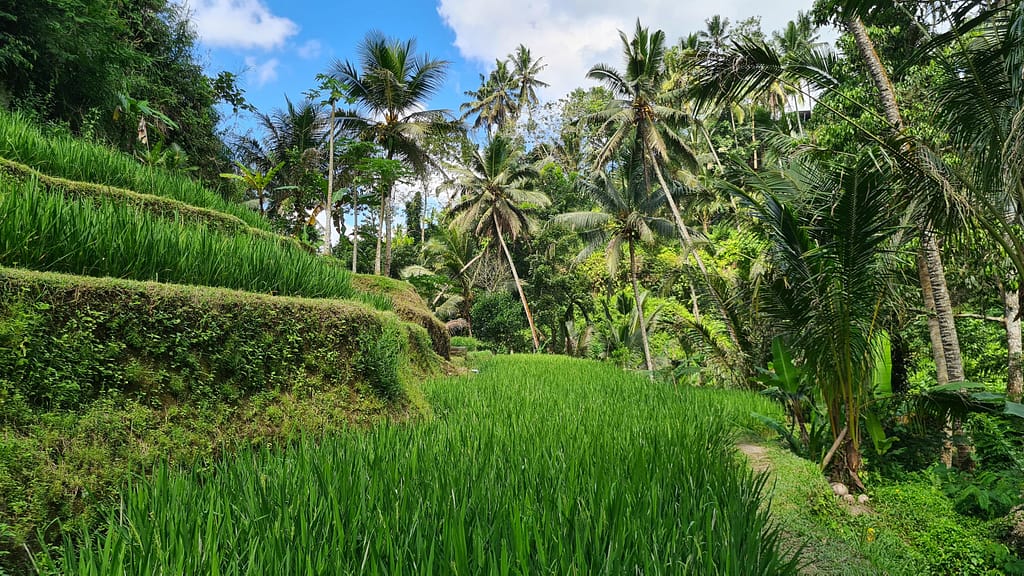 16.2 Ziel: Bali - Teil 2