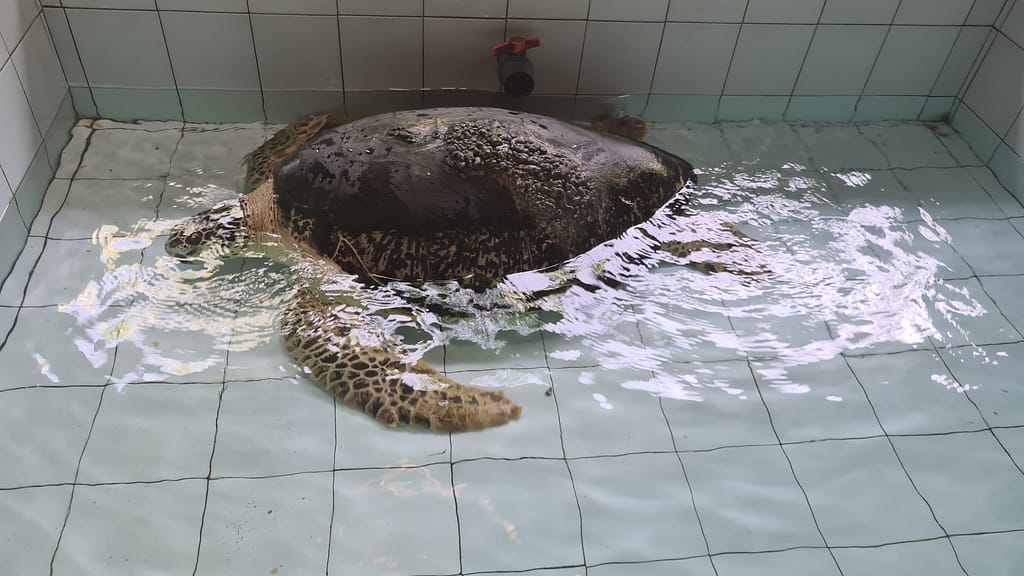 2Turtlebig 16. Ziel: Bali - Teil 1