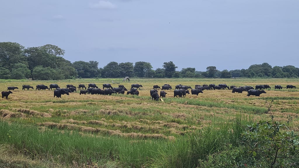 24. Ziel: Arugam Bay