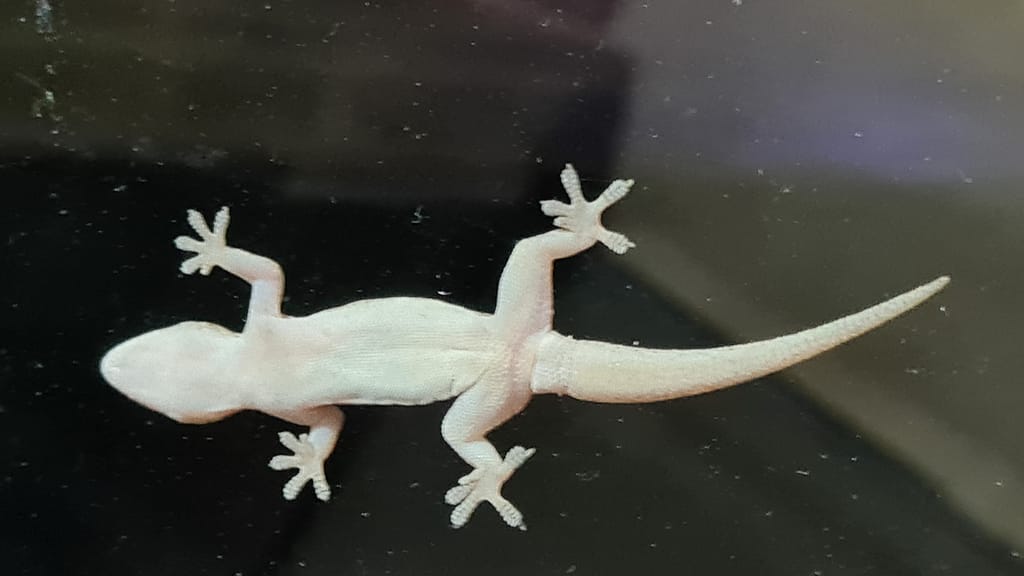 27. Ziel: Anuradhapura