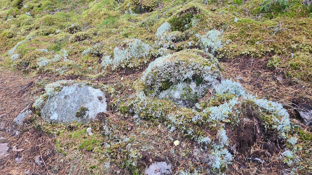 33. Ziel: Tiveden Nationalpark