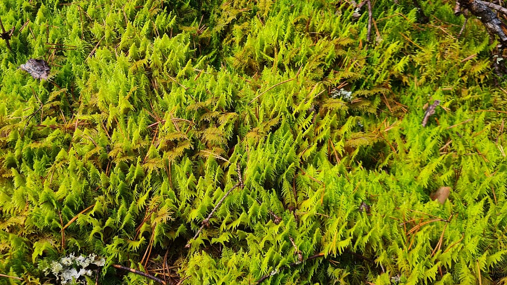 33. Ziel: Tiveden Nationalpark