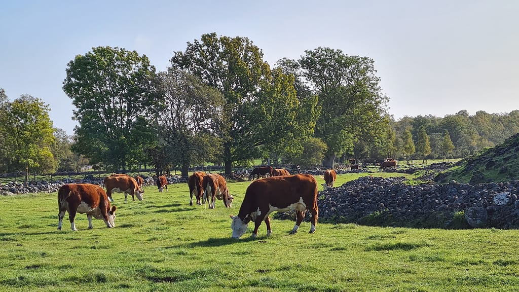 30. Ziel: Öland und Kalmar