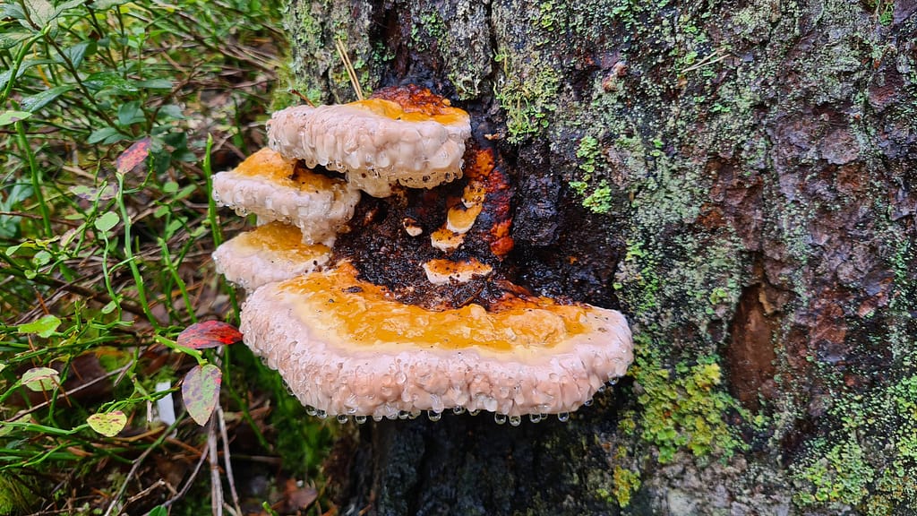 33. Ziel: Tiveden Nationalpark