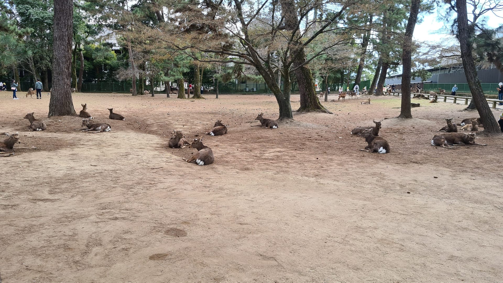 Nara Park - Mittagspause