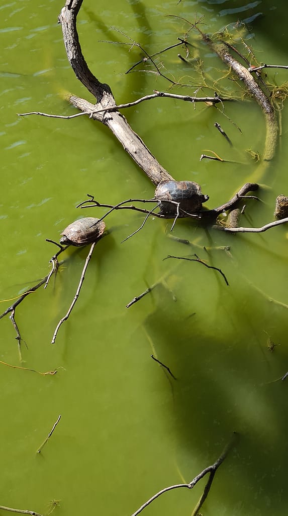 Schildkörten leben hier in fast jedem größeren Teich