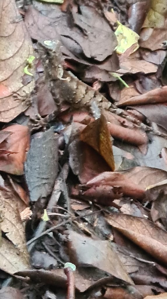 1NP_Echse 10. Ziel: Cat Ba (Halong Bay)