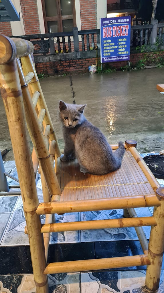 3Katze 11. Ziel: Ninh Binh