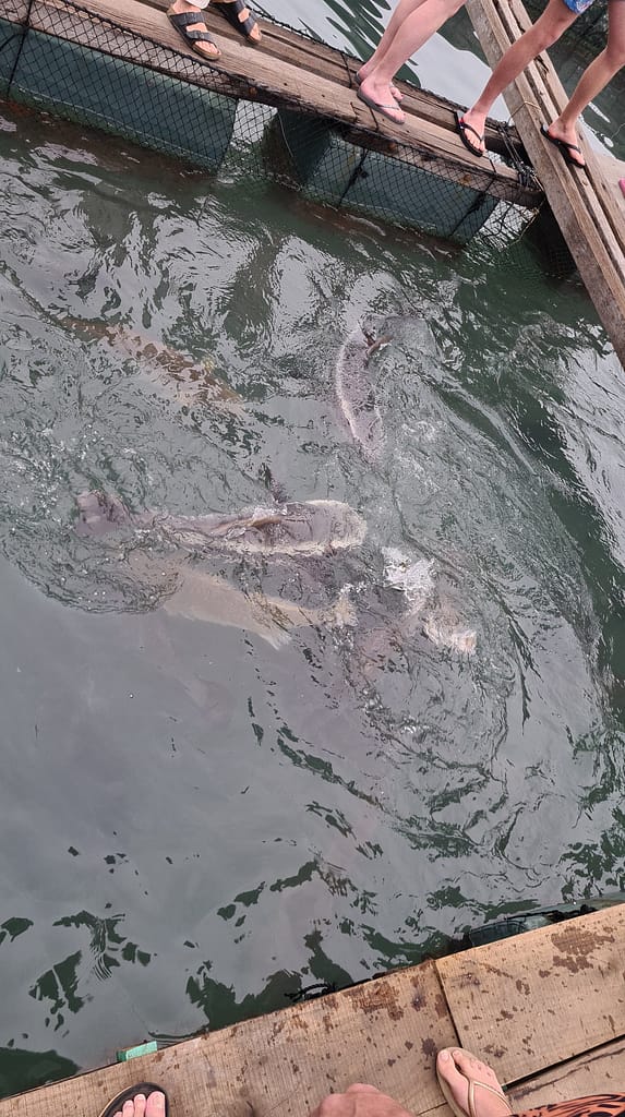 3Shark(1) 10. Ziel: Cat Ba (Halong Bay)