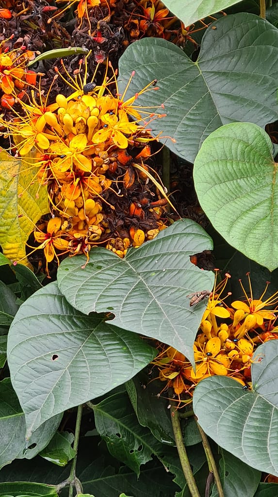 5Flower 10. Ziel: Cat Ba (Halong Bay)