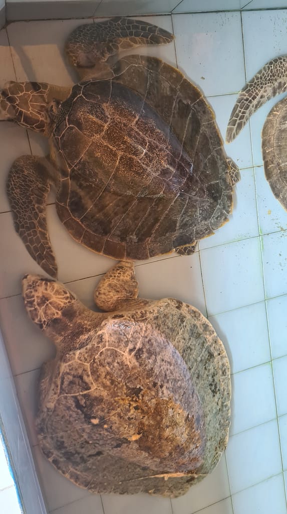 2Turtle2 16. Ziel: Bali - Teil 1