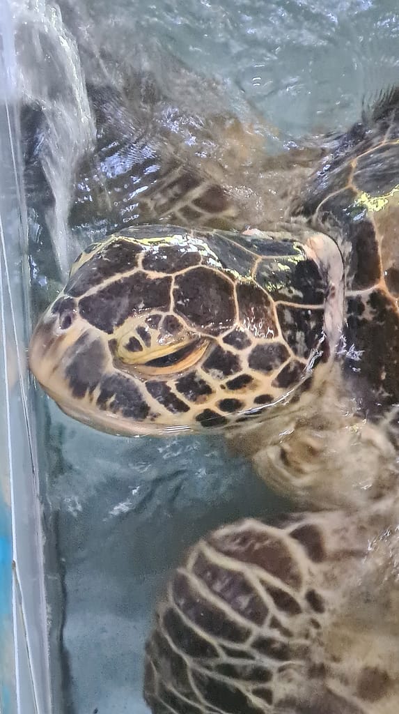 2Turtlehead 16. Ziel: Bali - Teil 1