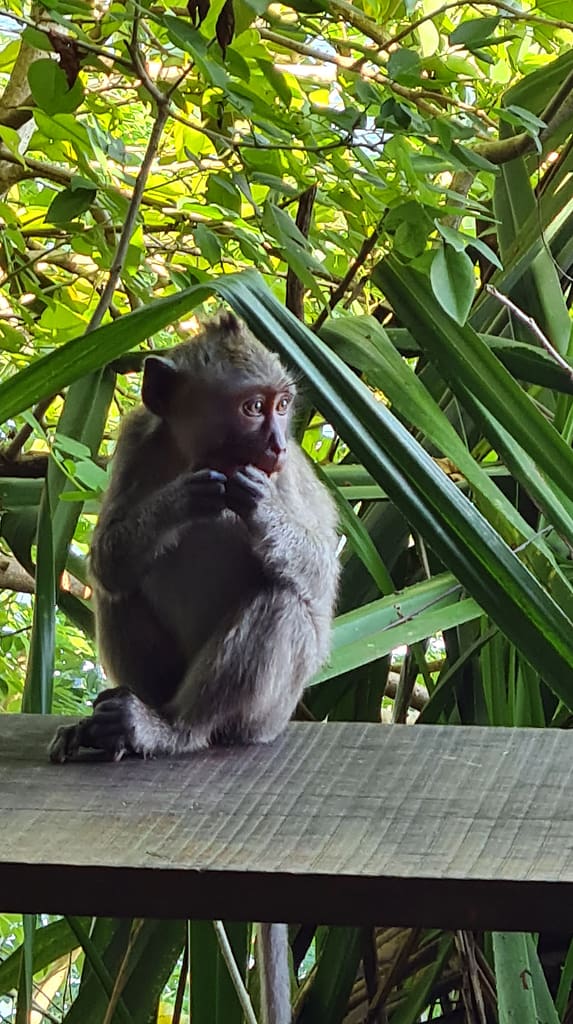 4Ape 16. Ziel: Bali - Teil 1