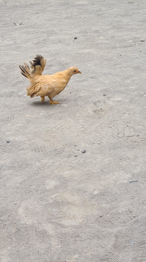 18. Ziel: Yogyakarta