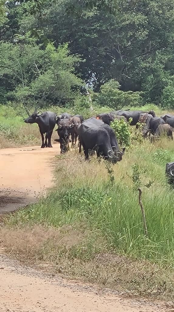 24. Ziel: Arugam Bay