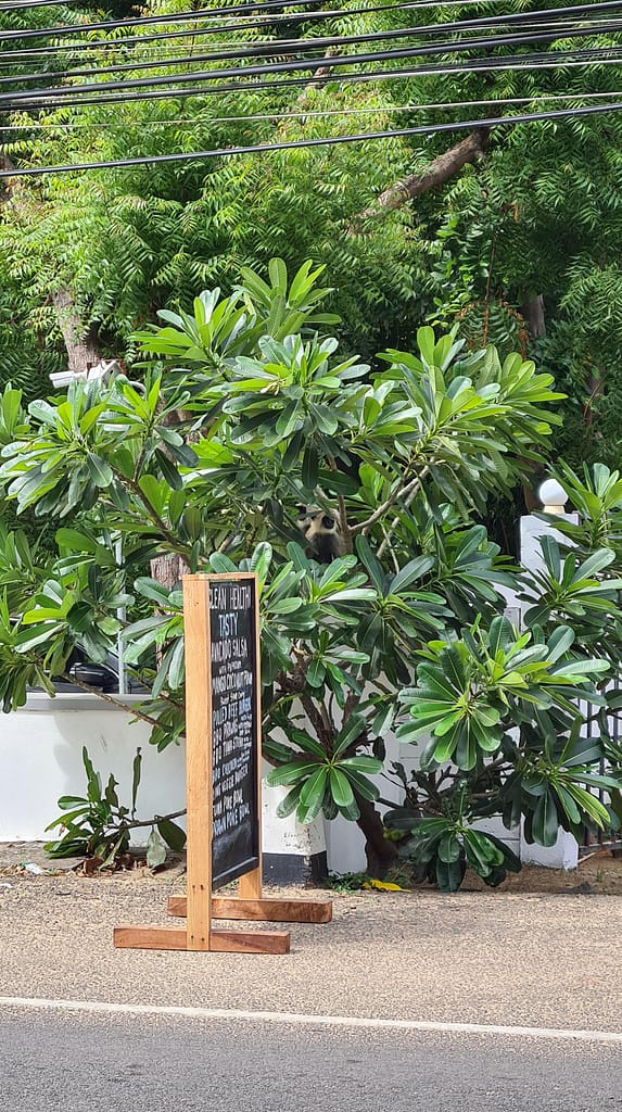 24. Ziel: Arugam Bay