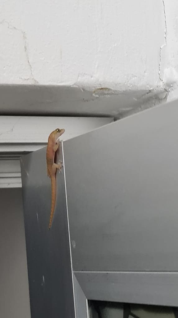 26. Ziel: Trincomalee