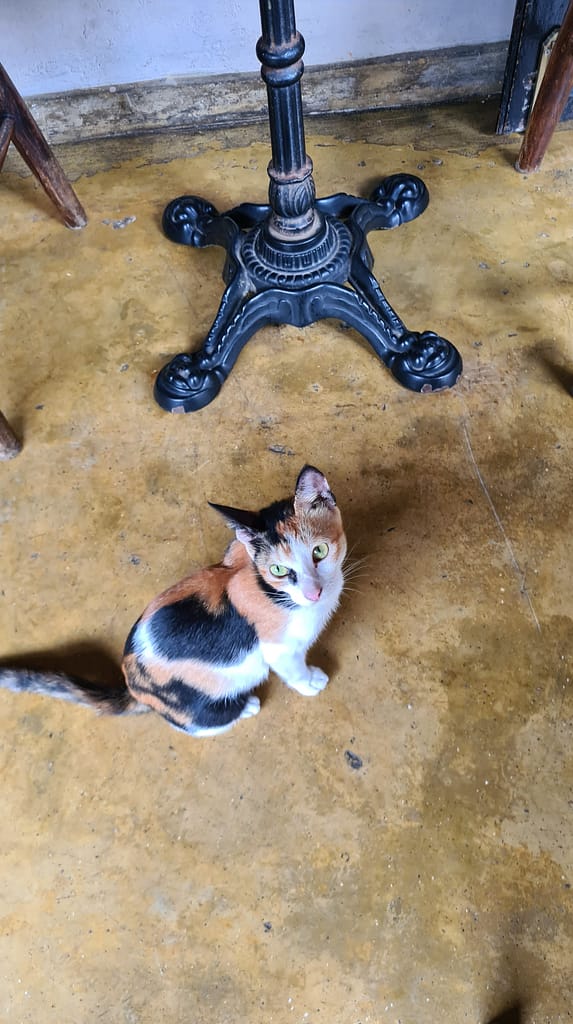 22. Ziel: Galle und Mirissa