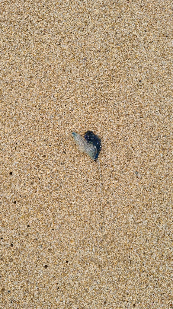 22. Ziel: Galle und Mirissa