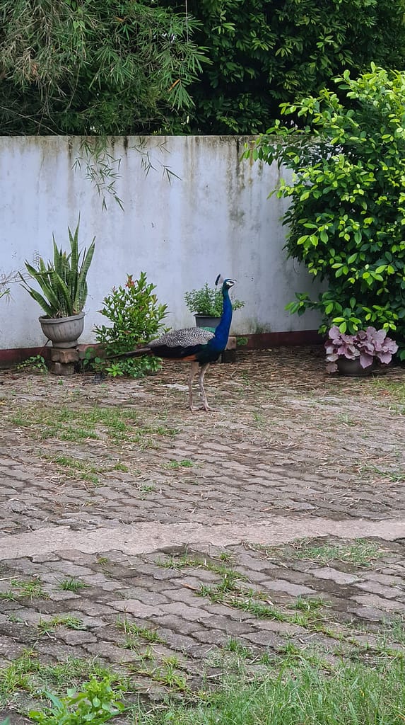 22. Ziel: Galle und Mirissa