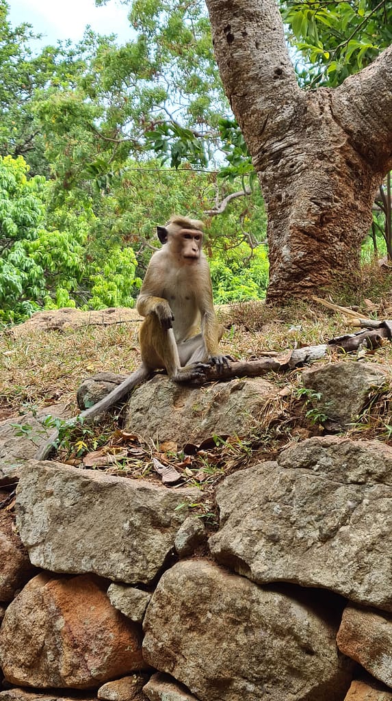 27. Ziel: Anuradhapura