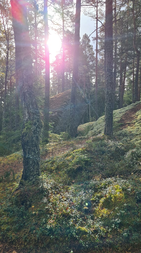 33. Ziel: Tiveden Nationalpark