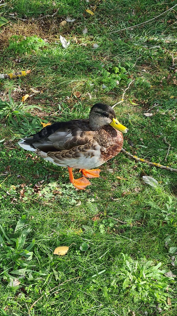 30. Ziel: Öland und Kalmar