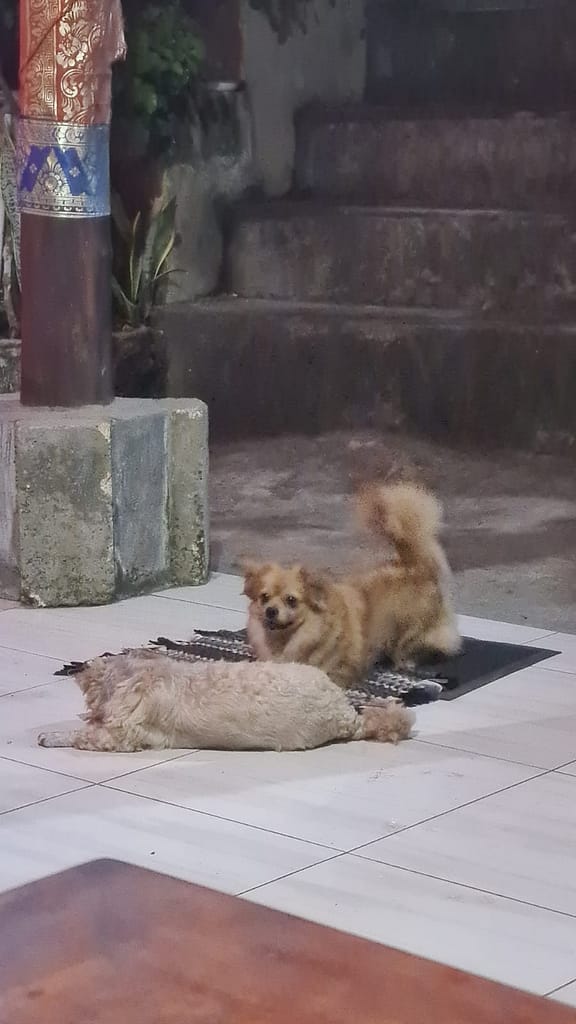 17. Ziel: Nusa Penida