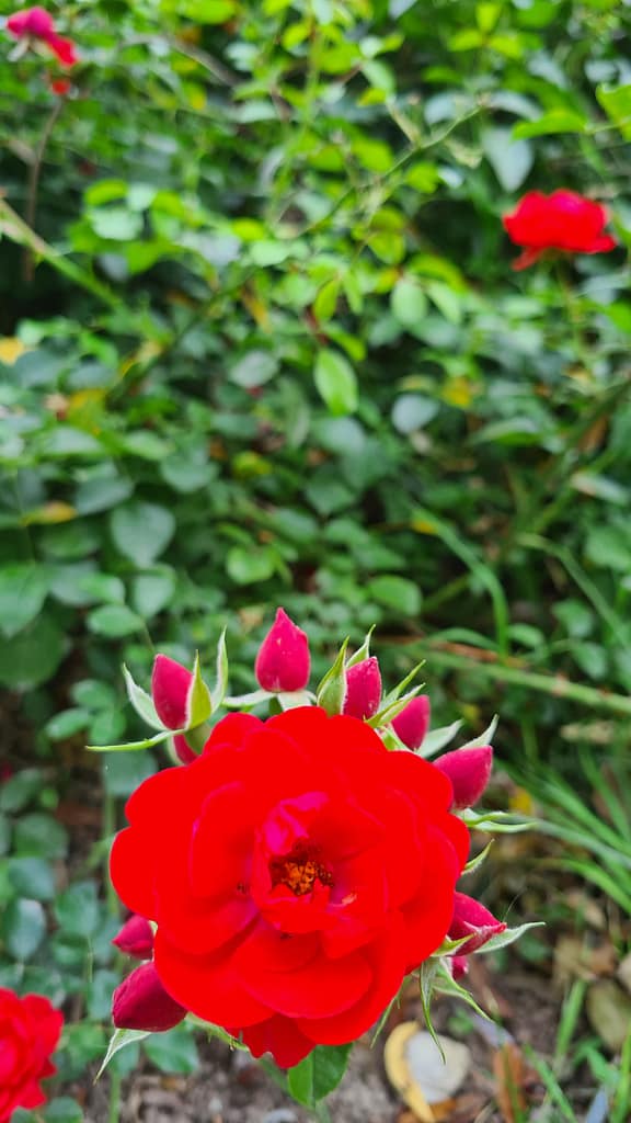 Intermezzo in Deutschland