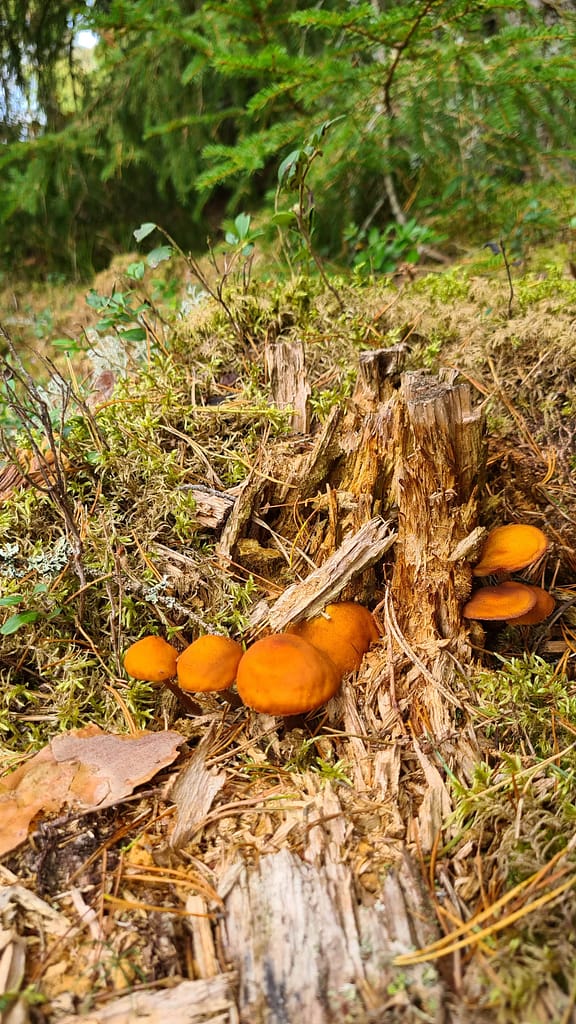 31. Ziel: Das Glasreich