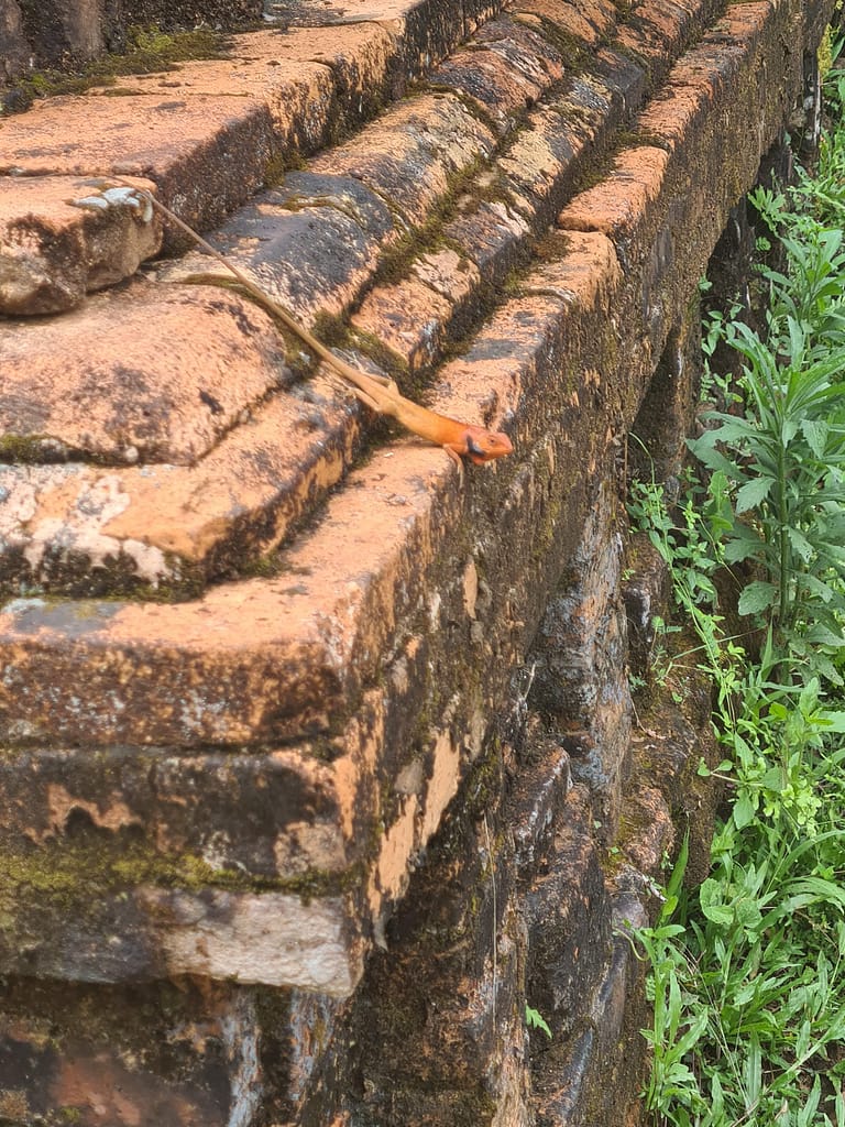 3MySon_echse 13. Ziel: Hoi An