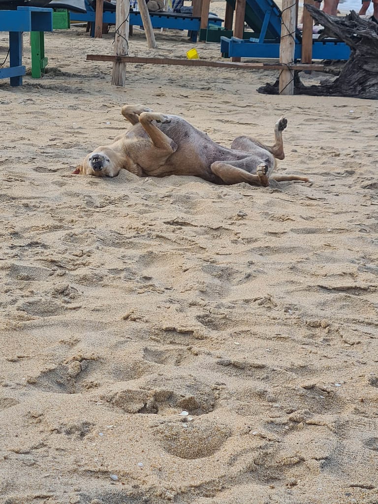 24. Ziel: Arugam Bay