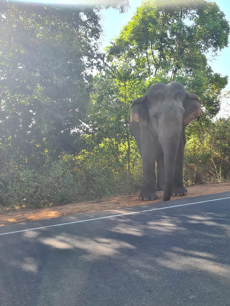 Reisetipps und Erfahrungen: Sri Lanka