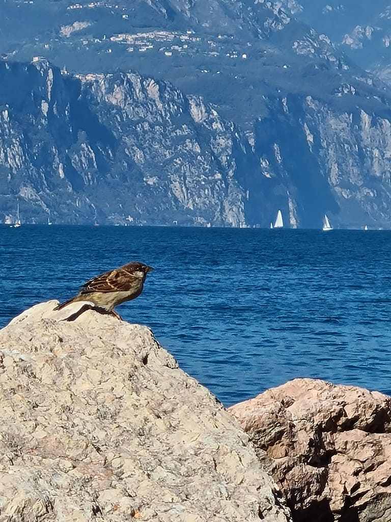 Castelletto und Malcesine – Gardasee Roadtrip: Teil 6