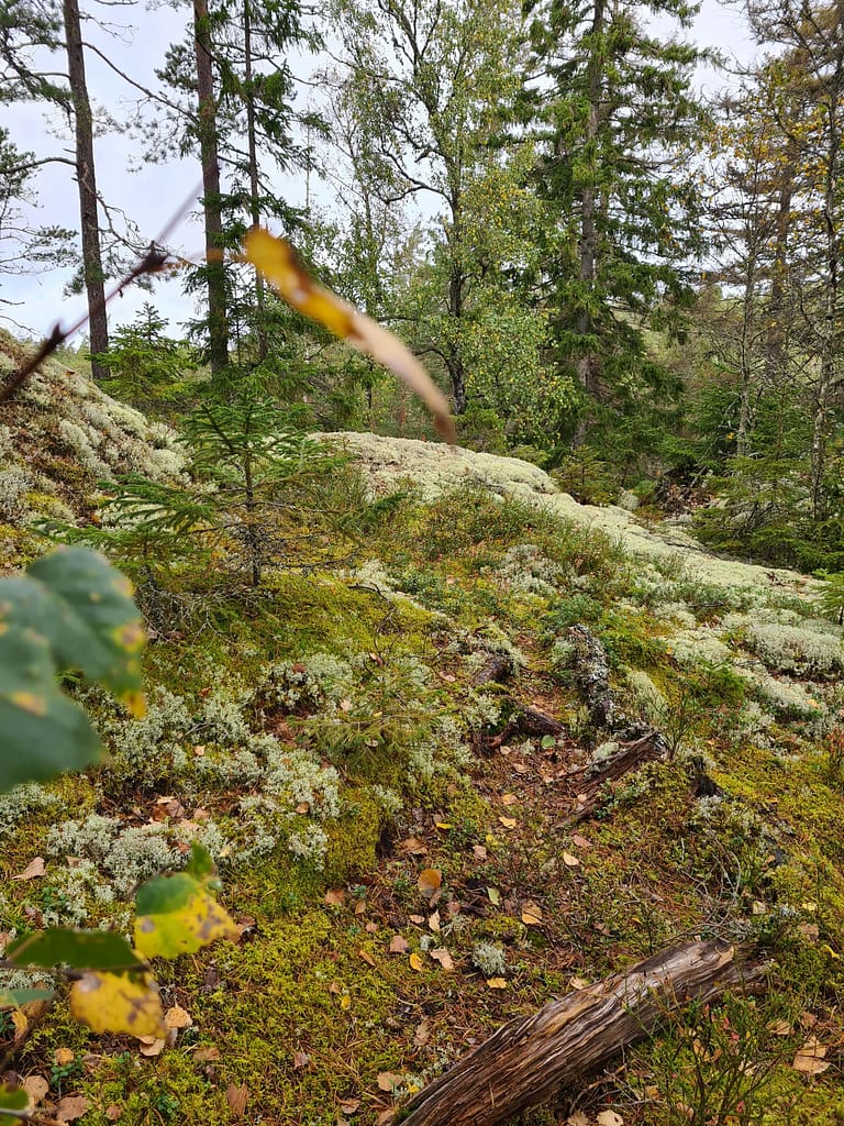 32. Ziel: Växjö und Jönköping