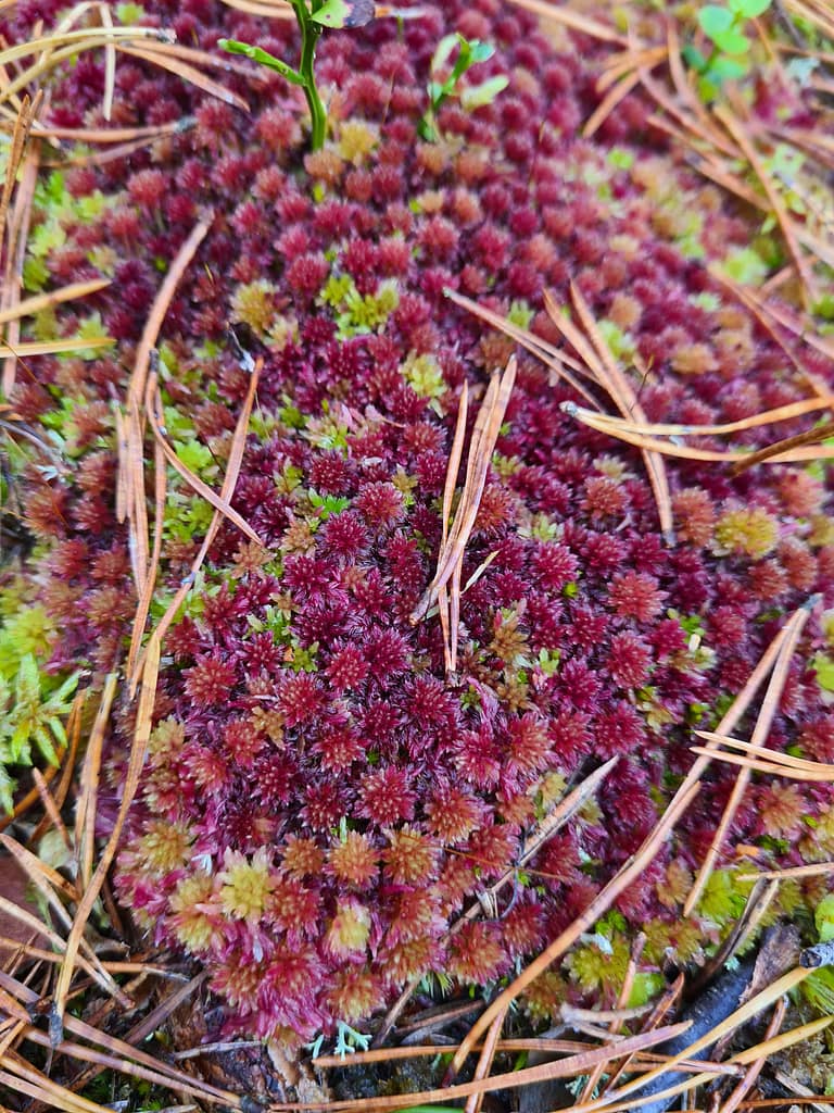 33. Ziel: Tiveden Nationalpark