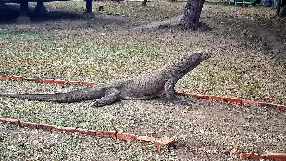 Komodowaran