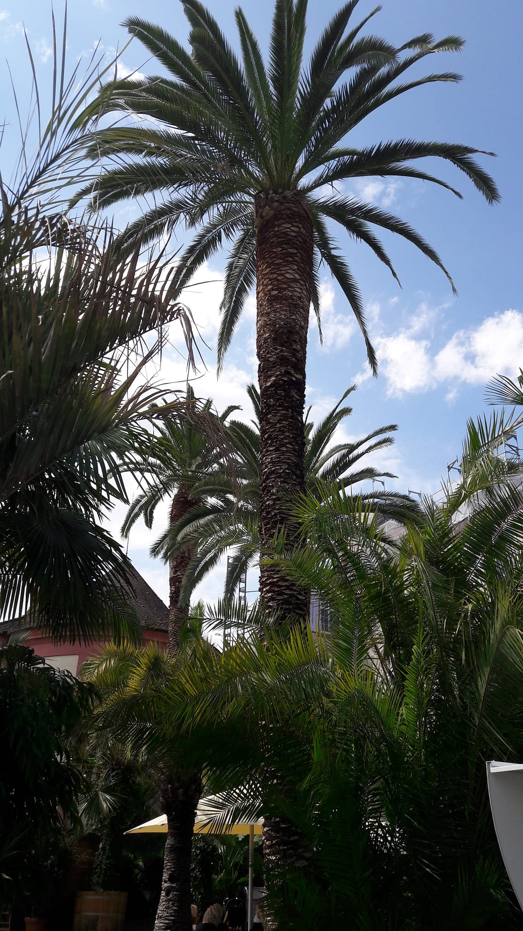 Insel Mainau - Blumenparadies am Bodensee